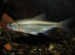 Быстрянка — одна из самых мелких рыб пресных вод России.