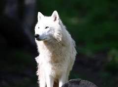 Полярный волк - хозяин заснеженных равнин
