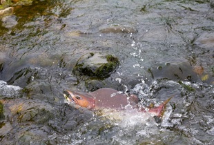 Горбуша имеет альтернативное название – розовый лосось