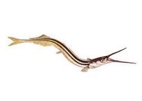 Игла-рыба черноморская  - Sygnathus nigrolineatus