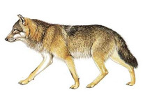 Волк - Canis lupus 