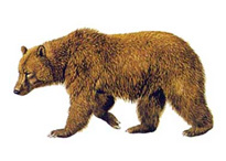 Медведь бурый – Ursus arctos 