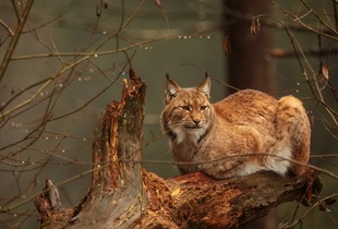Рысь (латинское название животного Felis lynx)