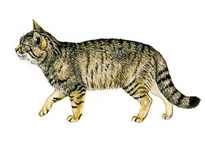 Лесной кот - Felis silvestris