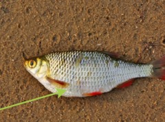 Паразиты в рыбе: опасен ли лигулез для человека?