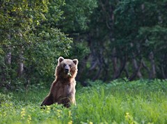Что делать при встрече с медведем в лесу?