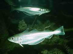 Мерланг - рыба, ведущая стайный образ жизни
