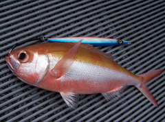 Красноглазка – потрясающая пелагическая рыба
