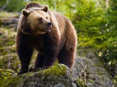 Медведь бурый – настоящий хозяин леса