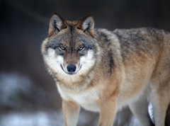 Волк - самый уважаемый трофей среди охотников