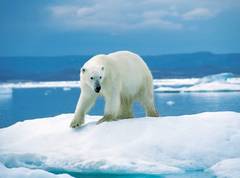 Белый медведь – одно из самых крупных наземных животных