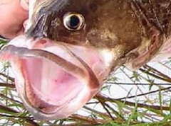 Рыба ауха – кошмарный сон для плотвы