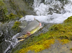 Горбуша или розовый лосось – способы лова