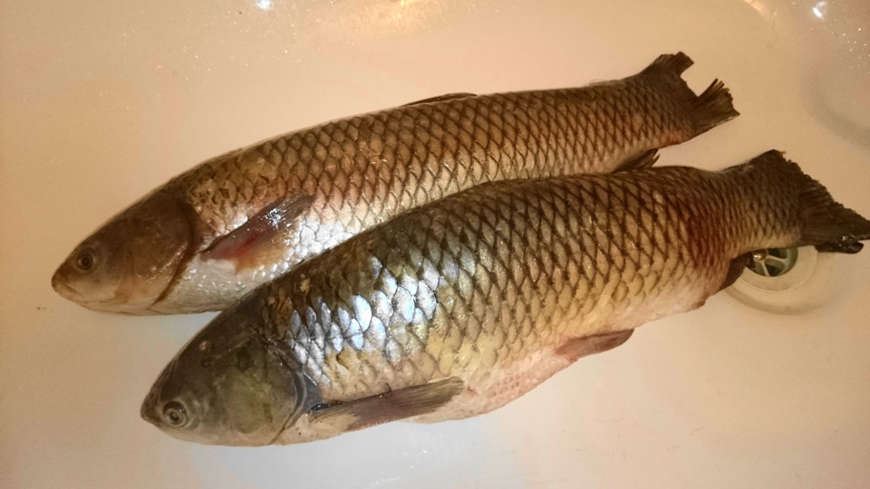 Рецепт приготовления рыбы белого амура в духовке в фольге