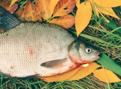 Ловля леща осенью - секреты опытных рыбаков