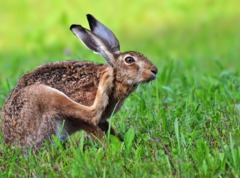 Охота на зайца в 2018 году - особенности, виды, места