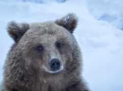 Охота на медведя зимой - особенности и советы