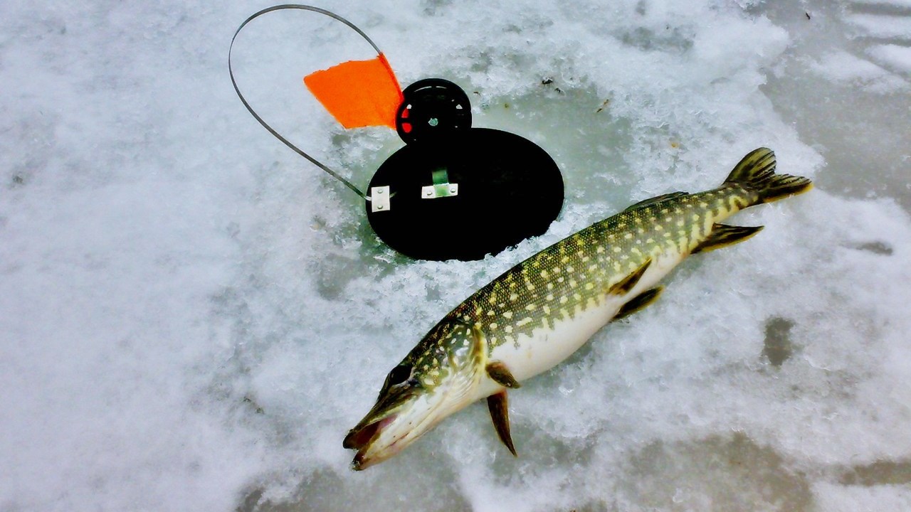 Секреты зимней рыбалки: как приманить щуку на жерлицы