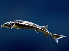 Шип - одна из редчайших рыб семейства осетровых