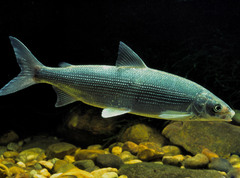 Чир (щокур) - самая крупная рыба из рода сигов