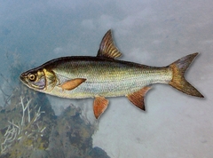 Желтопер - довольно редкая и исчезающая рыба