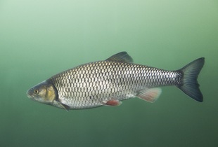 Голавль — пресноводная рыба