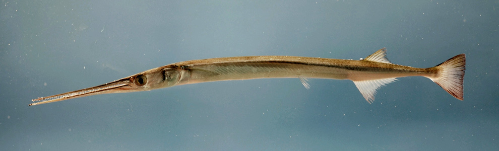 Игла-рыба черноморская - прогноз клева