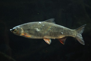 Подуст обыкновенный является типичной речной рыбой
