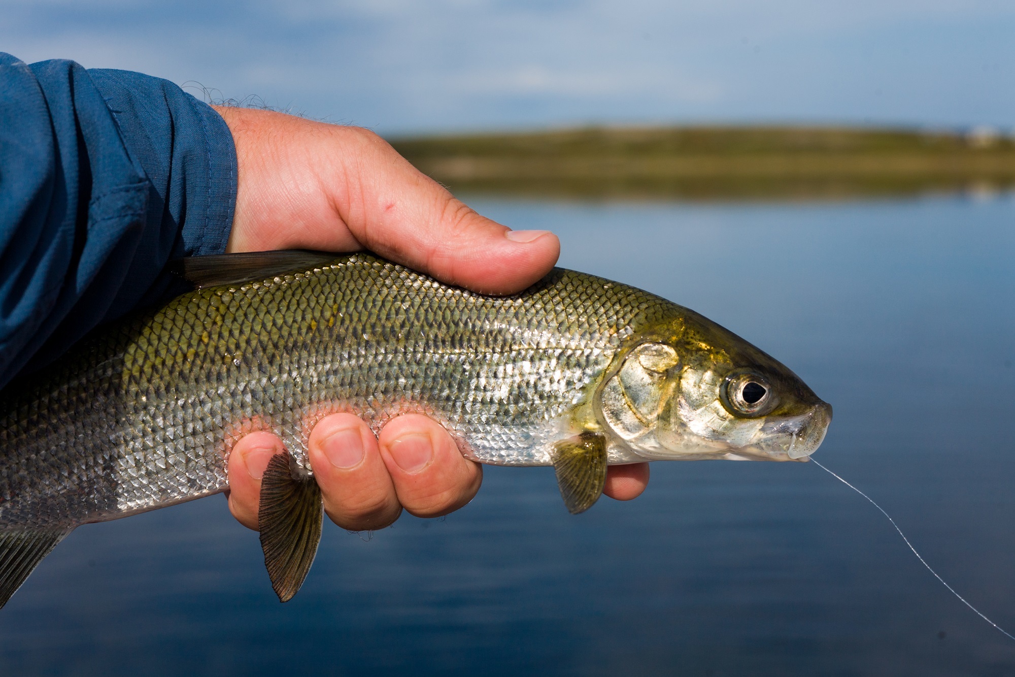 Какая самая пресноводная рыба в калининградской области. Балтийский сиг. Сиг рыба. Обыкновенный сиг (Coregonus lavaretus). Озерный сиг.