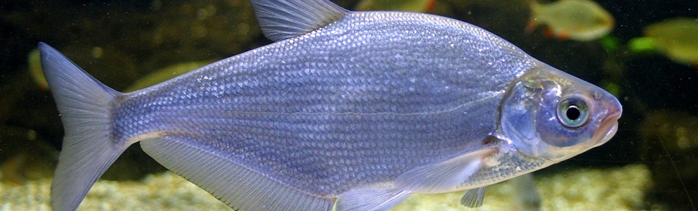 Синец - Abramis ballerus (синьчик, синьга, сопа)