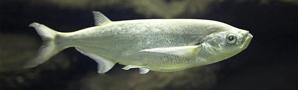 Чехонь - Pelecus cultratus (чеша, чешка, рыба-сабля, сабляница, боковня)