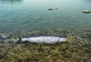 Семга - вид лососёвых рыб из рода лососей