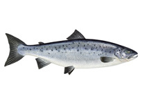 Лосось атлантический, семга - Salmo salar (благородный лосось, балтийский лосось)