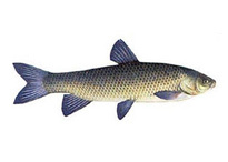 Рыба белый амур - Ctenopharyngodon idella