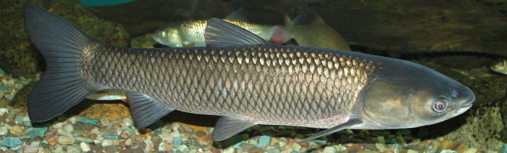 Белый амур рыба польза. Белый Амур рыба. Белый Амур рыба костлявая. Белый Амур фото