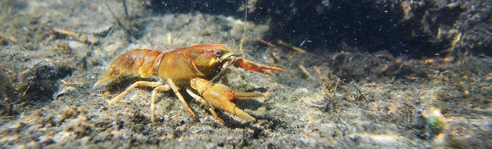 Методы изучения водных животных