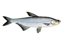 Верхогляд - Chanodichthys erythropterus