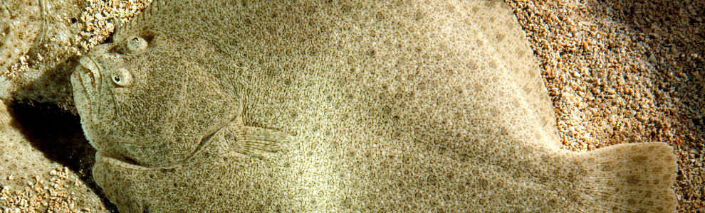 Калкан - Scophthalmus maeoticus