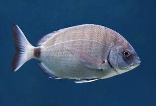 Ласкирь - вид рыб из семейства спаровых
