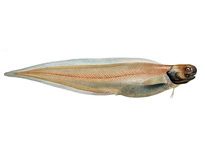 Ошибень - Ophidiidae (галея)