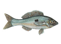 Смарида - Centracanthidae (морской окунь)