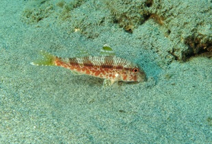 Султанка - вид рыб из семейства барабулевых