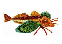 Тригла - Chelidonichthys lucerna (морской петух, карандич)