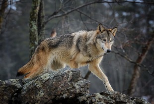 Волк — один из самых крупных современных животных в своём семействе