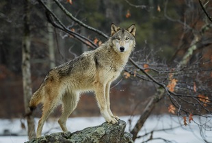 Волк — типичный хищник, добывающий пищу активным поиском и преследованием жертв
