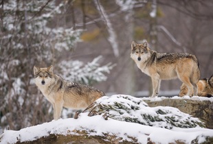 Основу питания волков составляют копытные животные