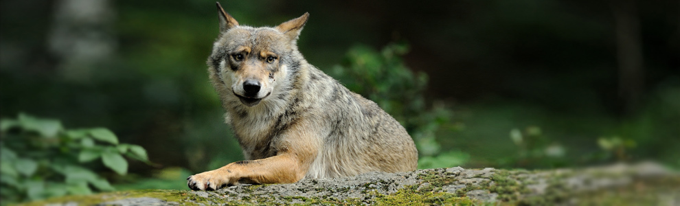 Волк - Canis lupus 