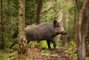 Ареал кабанов самый широкий среди всего семейства свиней и один из широчайших среди наземных млекопитающих