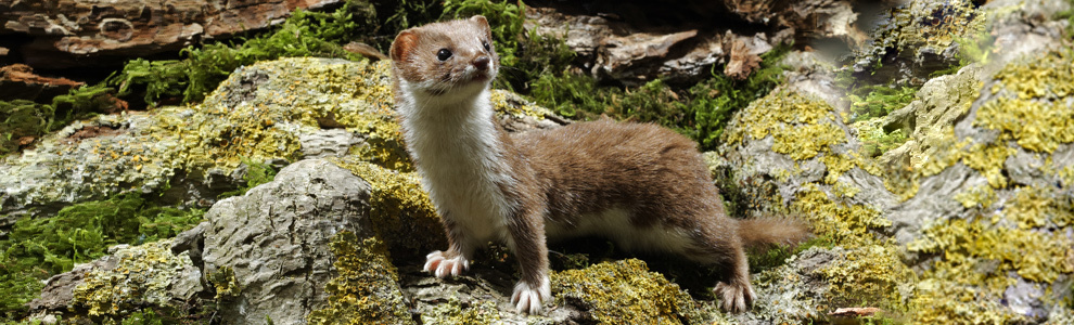 Ласка - Mustela nivalis
