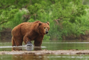 Питается медведь преимущественно растительной пищей, однако может употреблять и животную